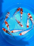 Japankoi, duizenden stuks zwemmen kom kijken in de winkel, Karper of Koi