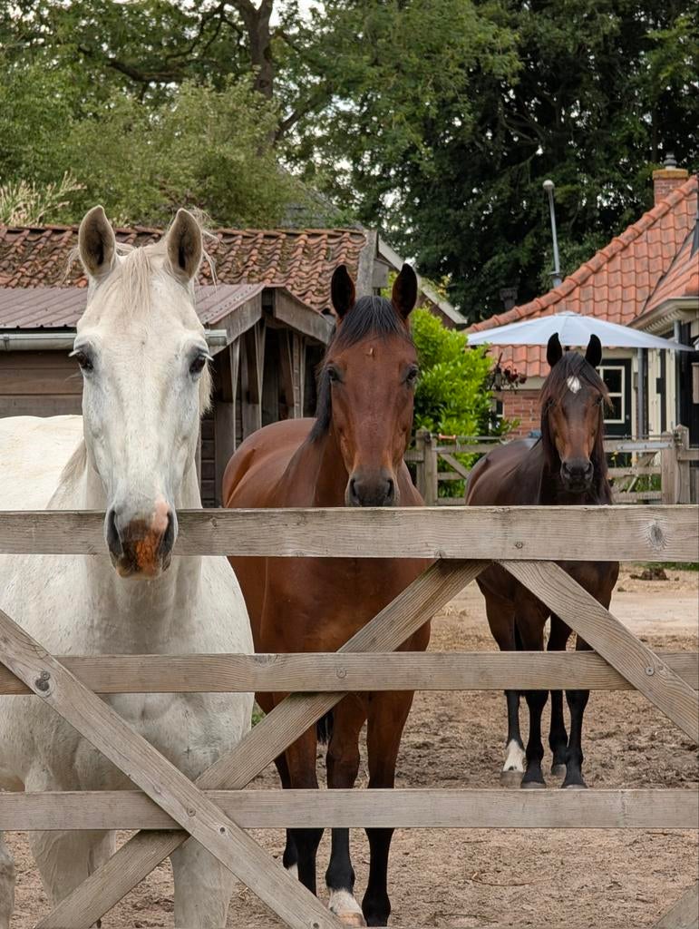 Paardenhulp/ stalhulp/ bijbaantje/ paarden oppas gezocht