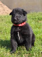 Groenendaeler & Tervuurse herder pups, België, Fokker | Hobbymatig, 8 tot 15 weken, Parvo