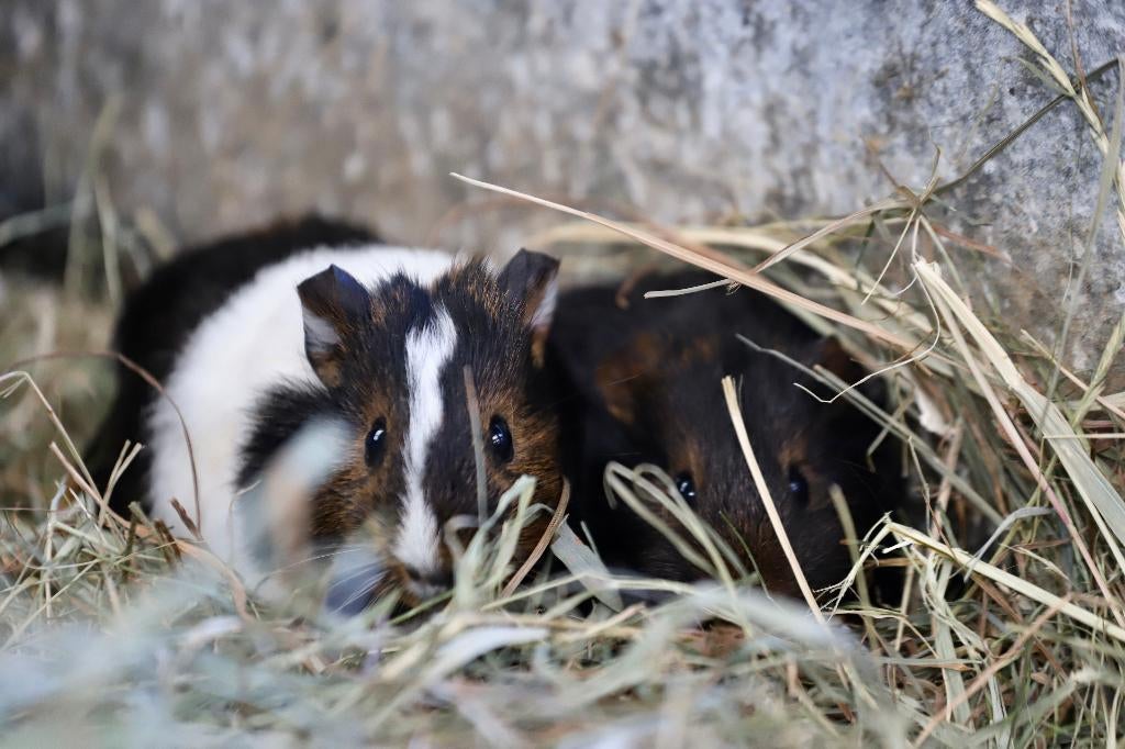 Jonge cavia's | Beertjes en zeugjes | Veel keuze, Dieren en Toebehoren, Knaagdieren, Januari, Meerdere dieren, Cavia