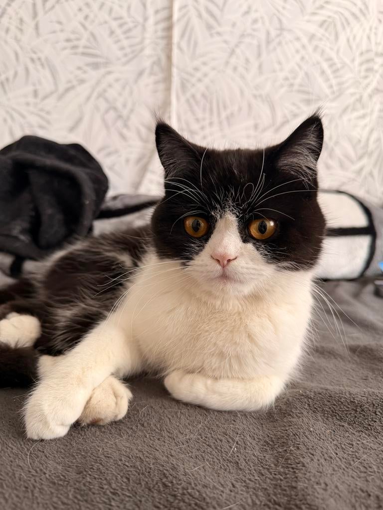 Twee katen een wit en andere wit en zwart, Dieren en Toebehoren, Katten en Kittens | Overige Katten, Kater, Langharig, 0 tot 2 jaar