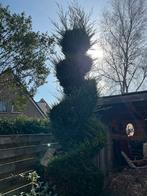 Conifeer spiraalvorm, Tuin en Terras, Planten | Bomen, Bloeit niet, Overige soorten, 100 tot 250 cm, Ophalen