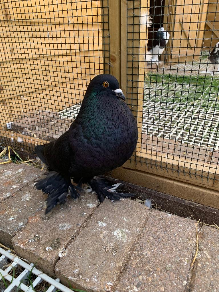 Mooie Gentse kropper doffer, Dieren en Toebehoren, Vogels | Duiven, Mannelijk, Kropper
