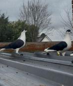 Duiven, Dieren en Toebehoren, Meerdere dieren, Postduif