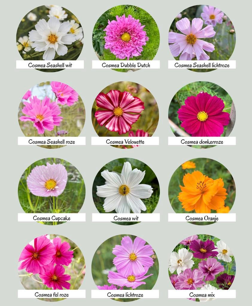 Diverse soorten bio zaden te koop - perfect voor pluktuin, Tuin en Terras, Bloembollen en Zaden, Ophalen of Verzenden, Volle zon