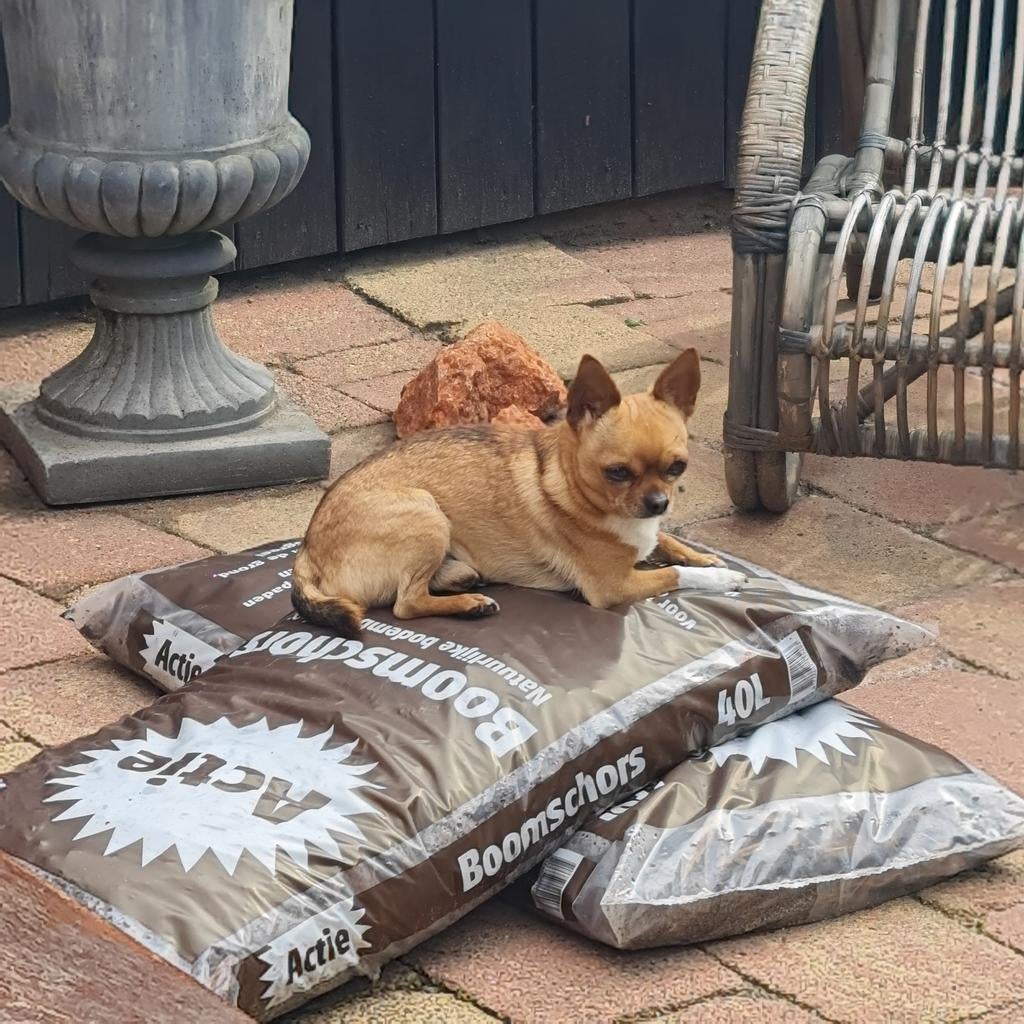 Honden pension, Particuliere oppas