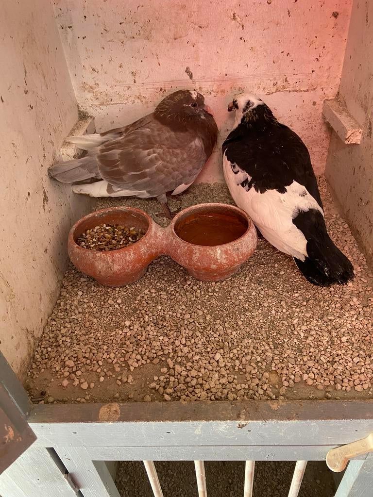 Halve emmer steur voer, Dieren en Toebehoren, Steur