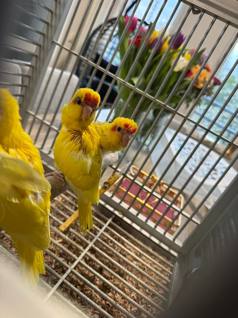 Super tamme baby kakariki’s., Dieren en Toebehoren, Meerdere dieren, Parkiet, Geringd
