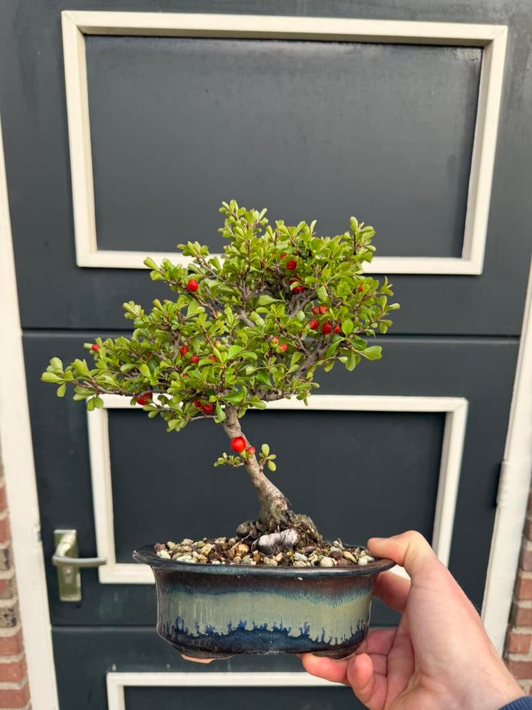 Japanse Kweepeer Bonsai Chojubai Chaenomeles, Bloeit niet, Halfschaduw, Minder dan 100 cm, Overige soorten