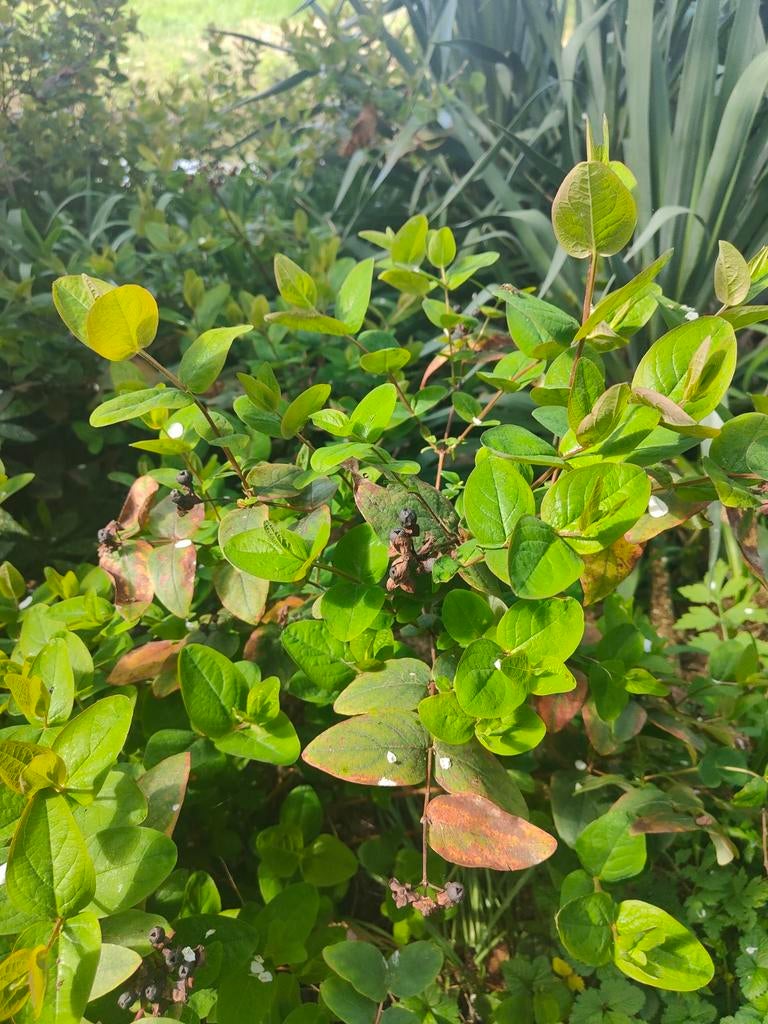 Hypericum androsaemum (Mansbloed/Hertshooi) gratis, Ophalen, Overige soorten, Volle zon