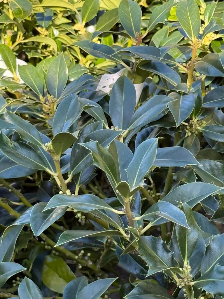 Ilex nelly r stevens americaanse hulst nu in bloei 29,95, Ophalen, Overige soorten, 100 tot 250 cm