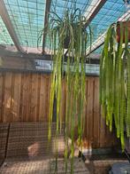 Disocactus aurantiacus, Huis en Inrichting, Ophalen of Verzenden, Cactus, Halfschaduw, 150 tot 200 cm