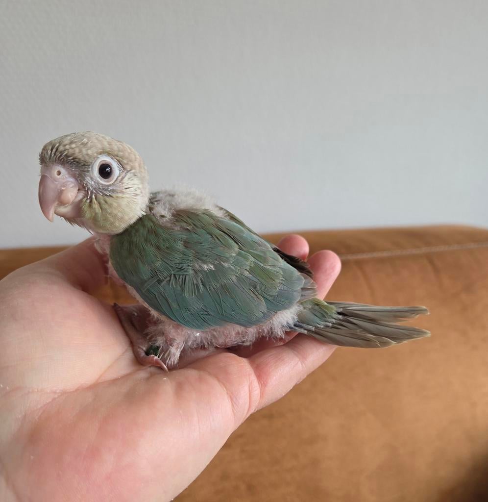 Jonge pyrrhura's te koop, Dieren en Toebehoren, Vogels | Parkieten en Papegaaien, Meerdere dieren, Parkiet, Geringd