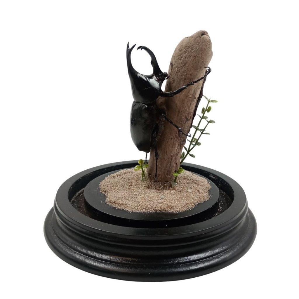Te koop: Diverse opgezette insecten in stolp!, Verzamelen, Dierenverzamelingen, Ophalen of Verzenden, Nieuw, Insect, Opgezet dier