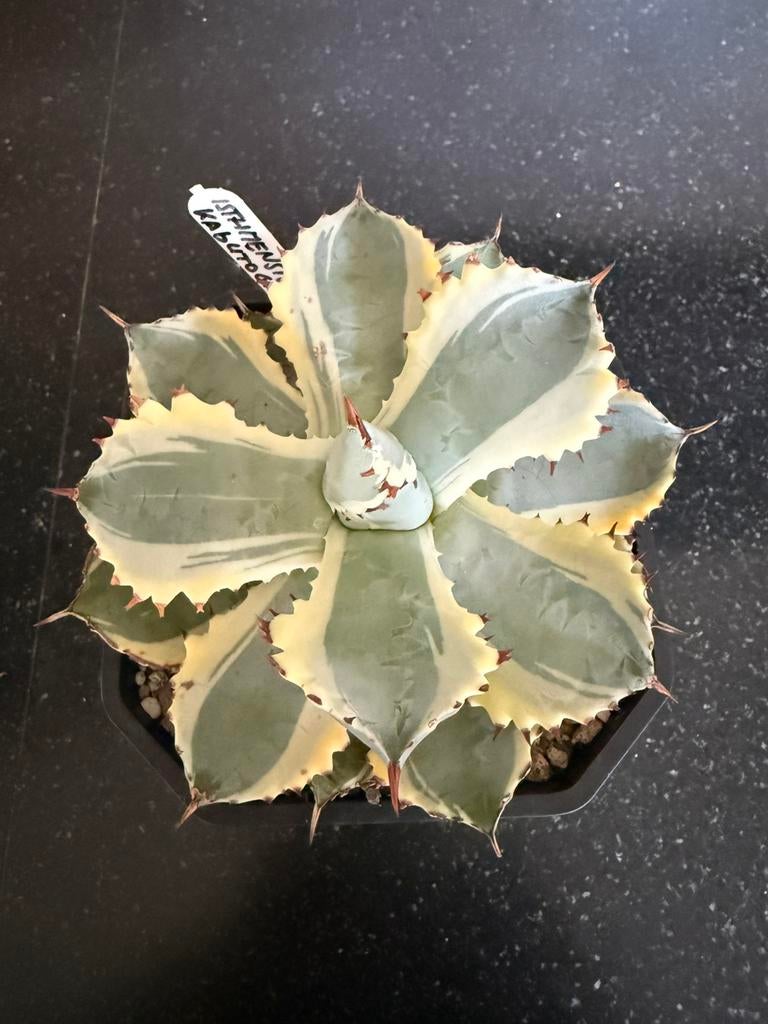 Isthmensis Kabutogani, Tuin en Terras, Ophalen of Verzenden, Overige soorten, Volle zon