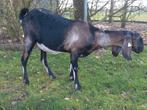 Mooie 2-jarige Nubische geit NOG stamboek CL en CAE vrij, Dieren en Toebehoren, Schapen, Geiten en Varkens, Vrouwelijk, Geit, 0 tot 2 jaar
