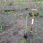 Asmina triloba pawpaw boompje roomvrucht 1,5m, Ophalen, Elektrisch