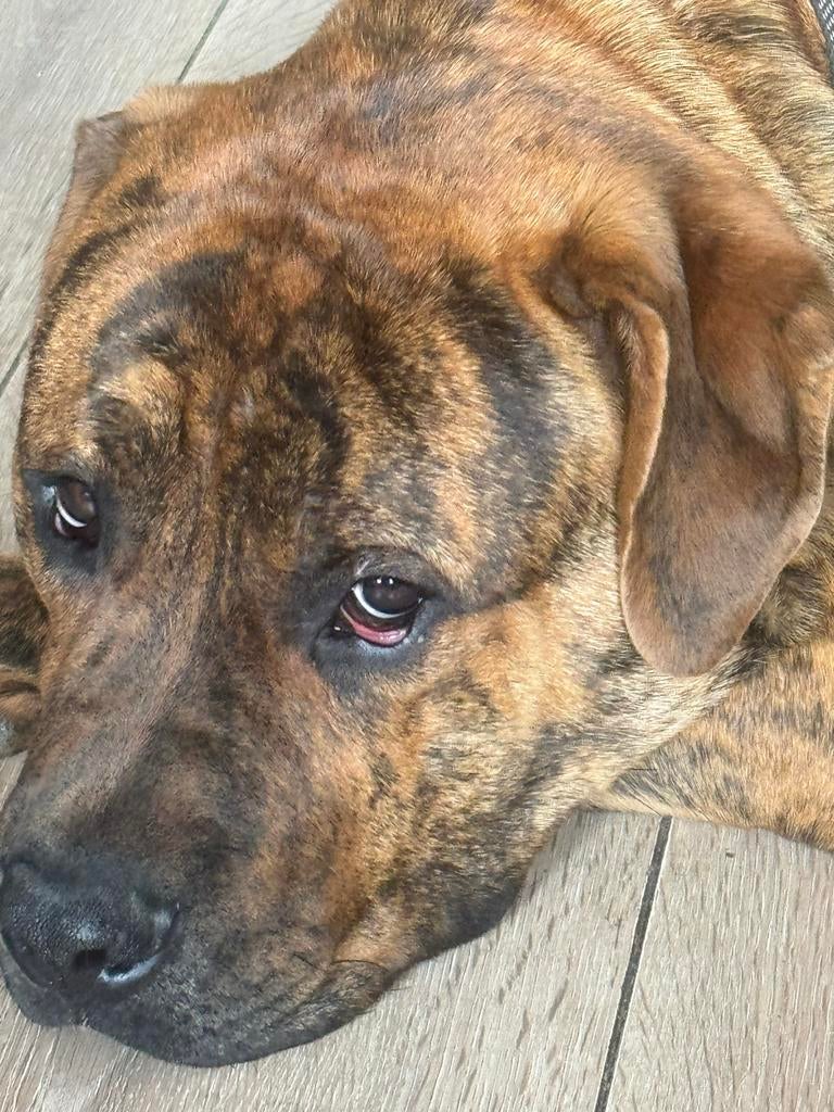Presa canario pup 10 maanden jong, 15 weken tot 1 jaar, Parvo, Eén hond, Nederland