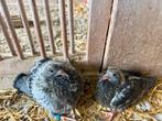 Jonge duiven, Dieren en Toebehoren, Vogels | Duiven, Meerdere dieren, Postduif