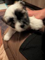 Boomer  kruizing maltezer chichu, 8 tot 15 weken, Eén hond, Nederland, Particulier