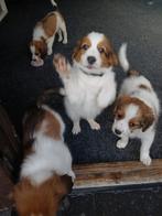 WIJ HEBBEN NOG 2 RAS SUIVERE KOOIKER REUTJE BESCHIKBAAR i, Overige rassen, 8 tot 15 weken, Parvo, Meerdere