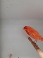 Rode kanaries, Meerdere dieren, Kleurkanarie