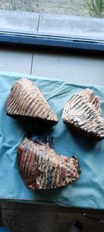 Setje mammoet tanden, Ophalen, Fossiel