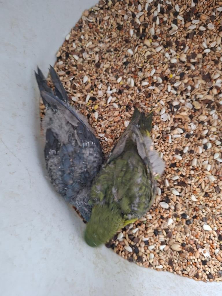 catharina parkieten, Meerdere dieren, Parkiet, Geringd