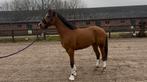 5 jarige D-pony, Ruin, Zadelmak, 3 tot 6 jaar