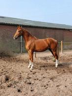 Veelbelovende grote 2-jr voshengst, CharmeurxZambukaxHouston, Dieren en Toebehoren, Met stamboom, Dressuurpaard, 0 tot 2 jaar