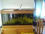 Juwel aquarium 40x40x100 cm (180L) en  kleine bak 40L, Ophalen, Gebruikt, Gevuld zoetwateraquarium
