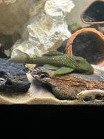 Pleco l128, Amfibie, 0 tot 2 jaar