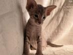 Kittens, Ooster korthaar kittens, oriental kittens, pete...