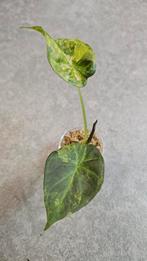 Alocasia Regal Shield Aurea Variegata, Ophalen of Verzenden, Halfschaduw, Minder dan 100 cm
