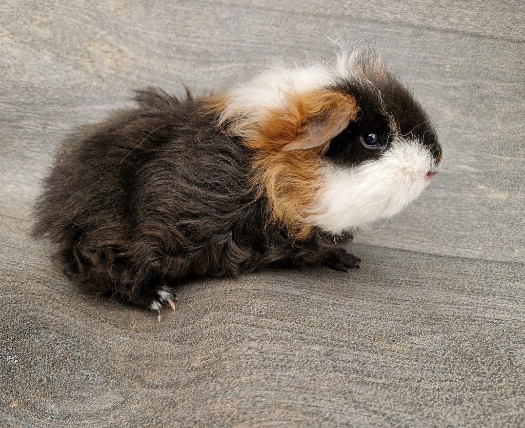 Cavia texel, Dieren en Toebehoren, Cavia, Februari, Mannelijk, Tam