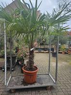 Trachycarpus fortunei: palmboom winterhard, Volle zon, Ophalen of Verzenden, 100 tot 250 cm, Zomer