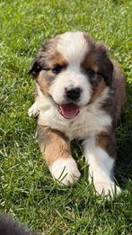 Sint bernard x Berner Sennen pups, Parvo, 8 tot 15 weken, Meerdere, Meerdere dieren