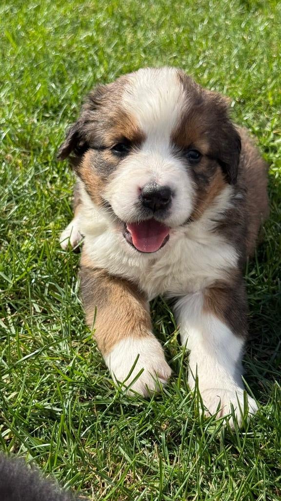 Sint bernard x Berner Sennen pups, Parvo, Overige rassen, 8 tot 15 weken, Meerdere