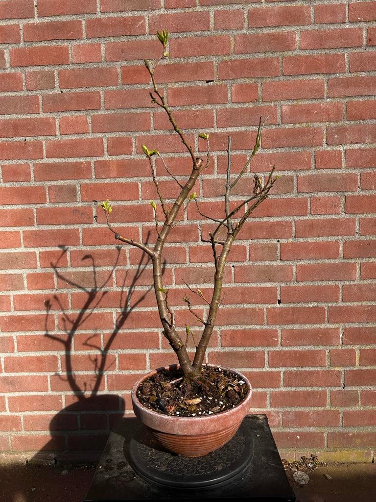 Beuk bonsai boom, Vaste plant, Halfschaduw, Lente, Ophalen