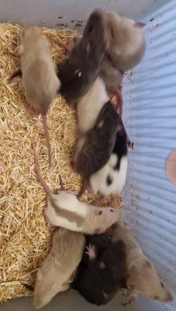 Fancy Rex ratjes te koop!, Rat, Maart, Meerdere dieren, Tam