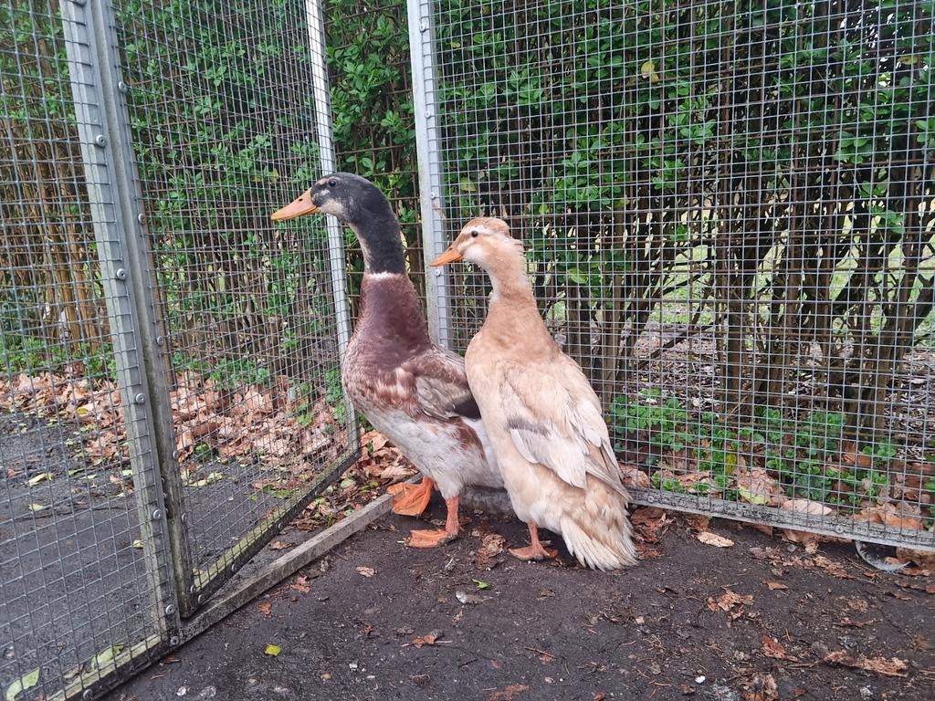Prachtige Saksen eend man Saksische eenden niet vliegend ras, Dieren en Toebehoren, Pluimvee, Meerdere dieren, Eend