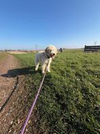 Lagotto Romagnolo reu 6 mnd crème – stamboom – truffellijn, 15 weken tot 1 jaar, Parvo, Eén hond, Nederland