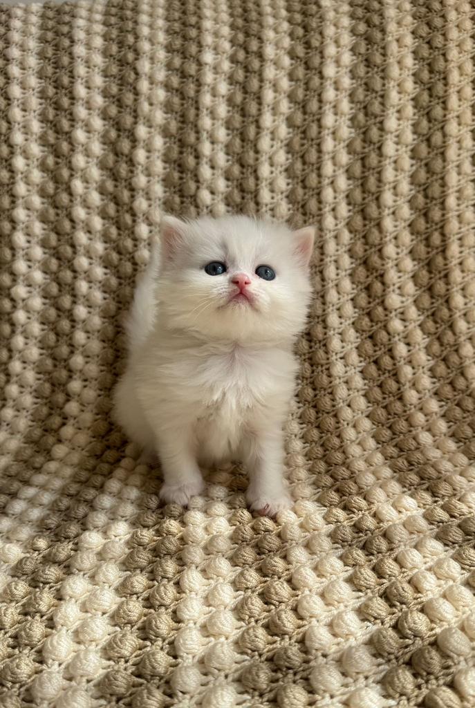 Prachtige Raszuivere Britse Korthaar Kittens + Kittenpakket!, Meerdere dieren, Ontwormd, 0 tot 2 jaar