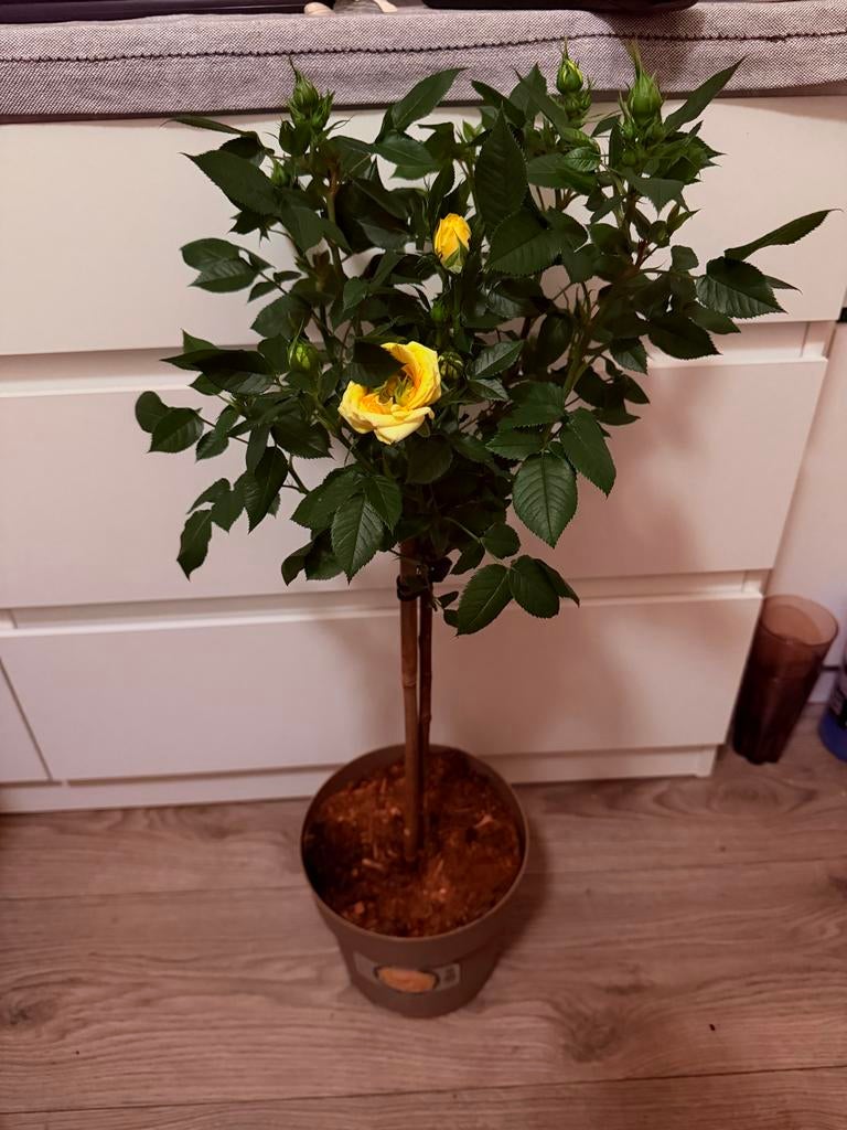 PLANTEN Sale - Uiterlijk 23 april, Tuin en Terras, Planten | Tuinplanten, Vaste plant, Halfschaduw, Zomer, Ophalen