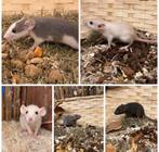 Jonge tamme dwergratjes ( vrouw) rechtstreeks van de fokker, Rat, Vrouwelijk, Januari, Tam