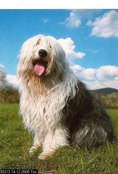 Ansichtkaart	Hond, Verzenden, 1960 tot 1980, Ongelopen, Hond of Kat