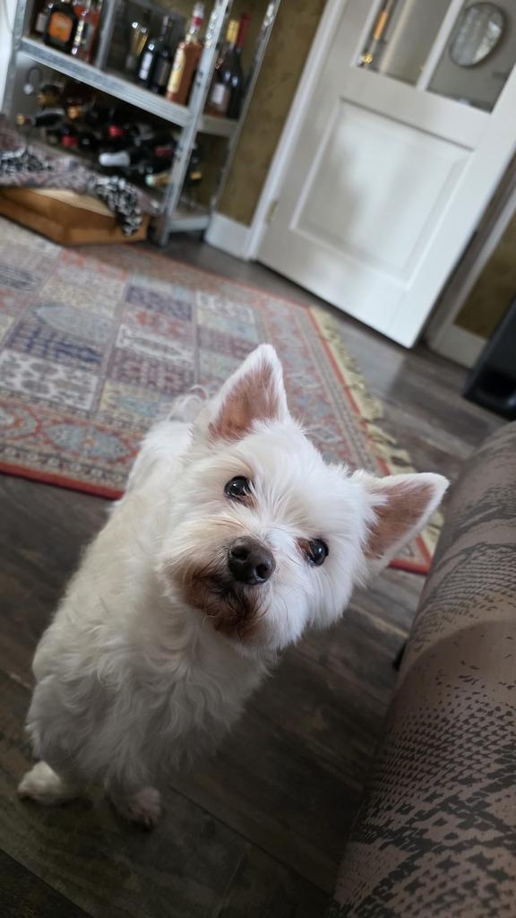 Maltezer, 6 jaar of ouder, CDV (hondenziekte), Eén hond, Nederland