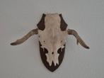 Prachtige Eland Schedel Met Gewei Jacht Mancave f28, Ophalen of Verzenden, Zo goed als nieuw, Hert, Schedel