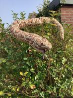 Grote Slang Knuffel - Nieuw 170 cm jungle kamer ikea, Ophalen of Verzenden, Nieuw, Overige typen
