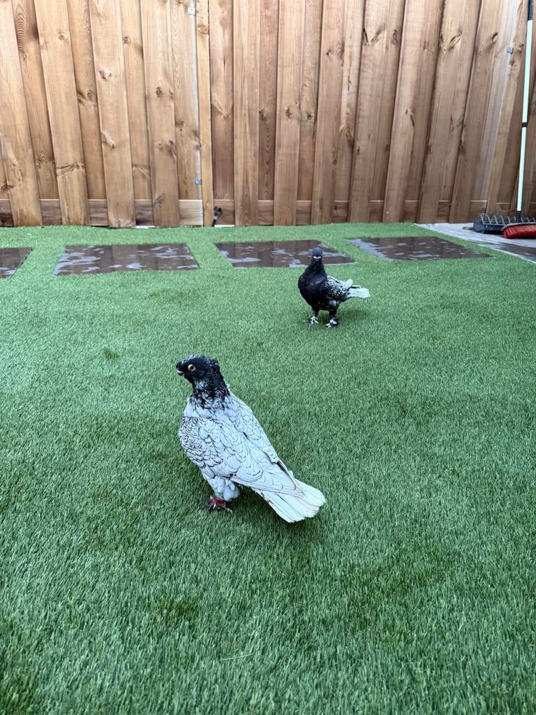 Hunkari duiven, Dieren en Toebehoren, Meerdere dieren, Postduif